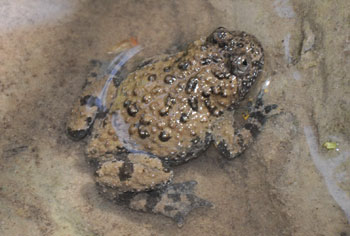Bombina pachypus